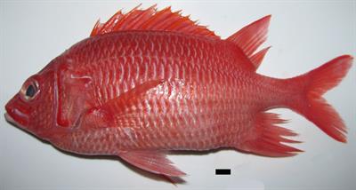 First Record of the Silverspot Squirrelfish Sargocentron caudimaculatum (Rüppell, 1838) in Mediterranean Waters